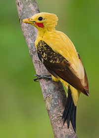 Cream colored Woodpecker 2 Magic Birding