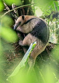 tamandua anteater milpe