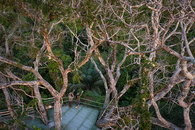 Amazon Canopy Tower Magic Birding