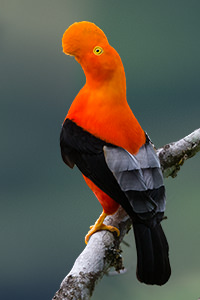 Andean Cock of the rock EAST Magic Birding