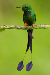 Booted Racket tail Magic Birding