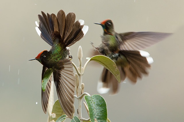Hummingbird Fight Magic Birding