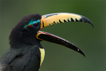 Letered Aracari Magic Birding