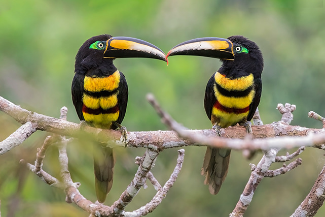 Many banded Aracari Magic Birding