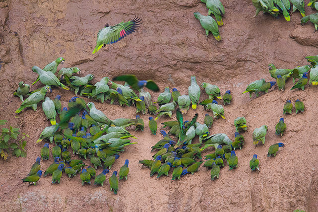 Parrot Clay lick Magic Birding Ecuador