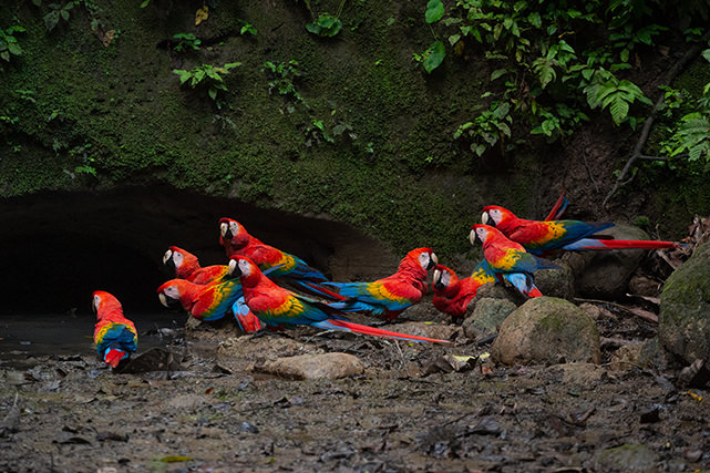 Scarlet Macaw Magic Birding