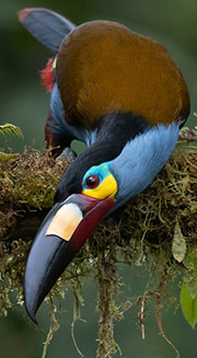 plate billed mountain toucan small
