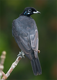 Bare necked Fruitcrow 2 Magic Birding