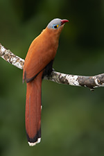 Black bellied Cuckoo 2 Magic Birding