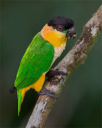 Black capped Parrot Magic Birding