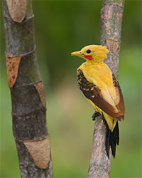 Cream colored Woodpecker 3 Magic Birding