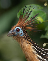 Hoatzin Magic Birding