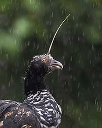 Horned Screamer Magic Birding