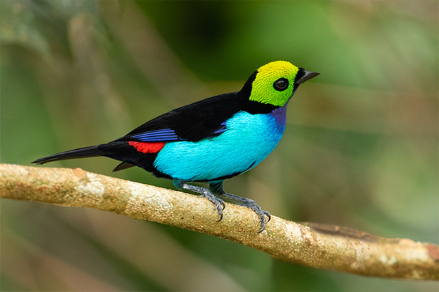 Paradise Tanager Magic Birding