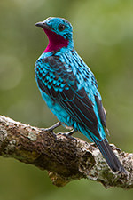 Spangled Cotinga 2 Magic Birding