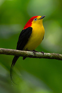 Wire tailed Manakin Magic Birding