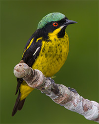 Yellow bellied Dacnis 2 Magic Birding