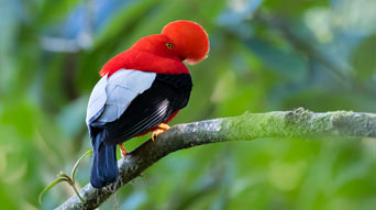 Birding Tours Ecuador Cover