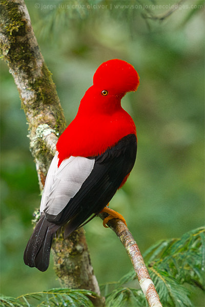 Andean Cock of the rock Ecuador 3