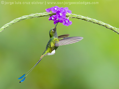 Booted Racket tail 4 Jorge Luis Cruz Alcivar