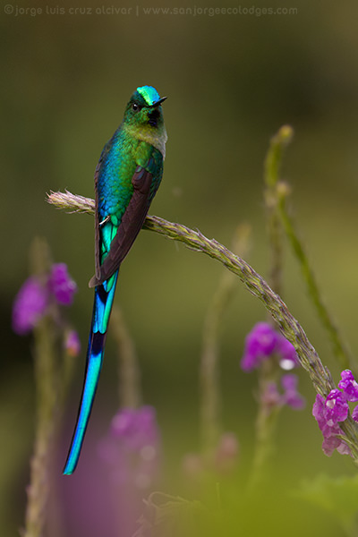 Long tailed Sylph Jorge Luis Cruz Alcivar