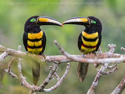 Many banded Aracari 3 Jorge Luis Cruz Alcivar