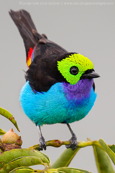 Paradise Tanager 2 Jorge Luis Cruz Alcivar