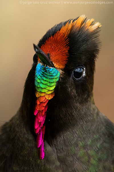 Rainbow bearded Thornbill 3 Jorge Luis Cruz Alcivar