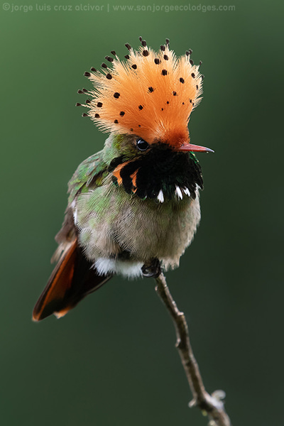Spangled Coquette 2 Jorge Luis Cruz Alcivar