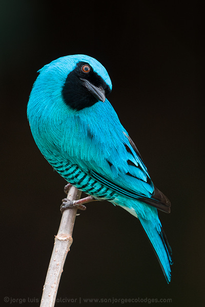 Swallow Tanager 2 Jorge Luis Cruz Alcivar
