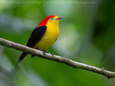 Wire tailed Manakin 2 Jorge Luis Cruz Alcivar