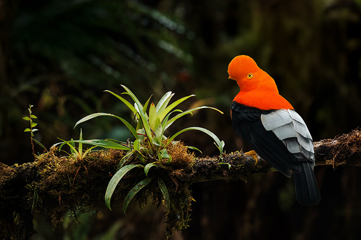 Andean Cock of the rock Amazon Ecuador 2