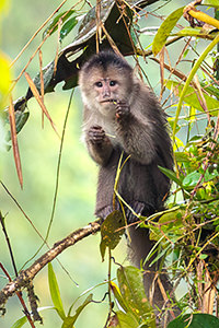 White fronted Capuchin Ecuador