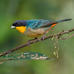 Yellow throated Tanager San Jorge Guacamayos