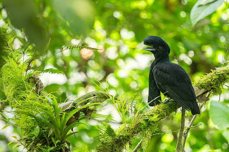 SAN JORGE LODGE MILPE BIRD SANCTUARY