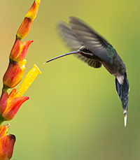 white whiskered hermit