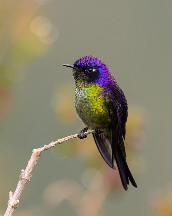 Purple backed Thornbill