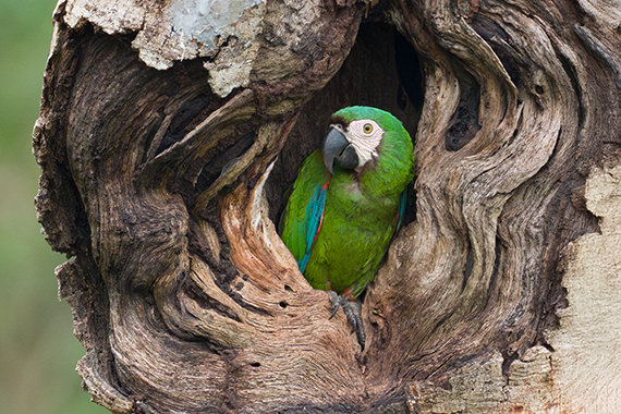 Chestnut fronted Macaw Amazon Jungle Ecuador