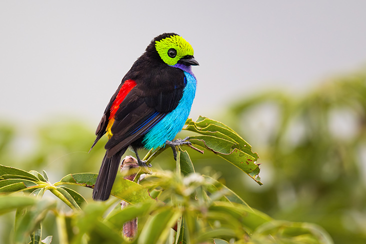 Paradise Tanager 3 Jorge Luis Cruz Alcivar