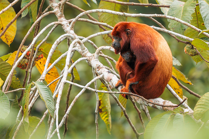 Red Howler Monkey Jorge Luis Cruz Alcivar