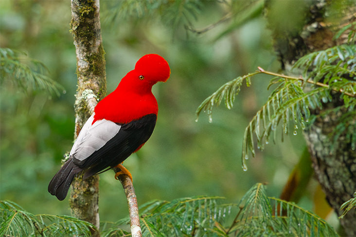 Andean Cock of the rock Tanadayapa 3