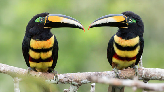 15 day birding tour from quito thumb