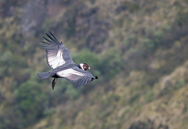 Andean Condor 2