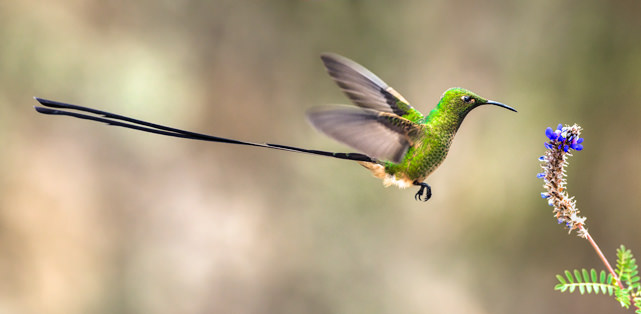 Black Tailed Trainbearer 5