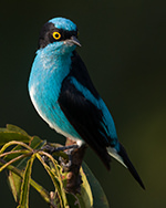 Black faced Dacnis 2 Magic Birding