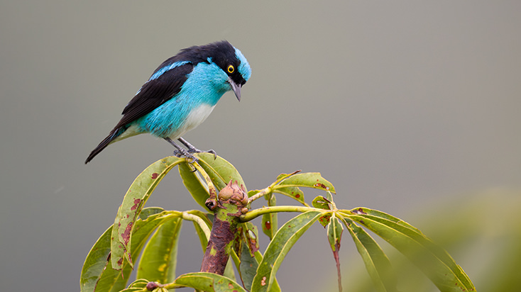 Black faced Dacnis Ecuador