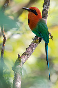 Broad billed Motmot