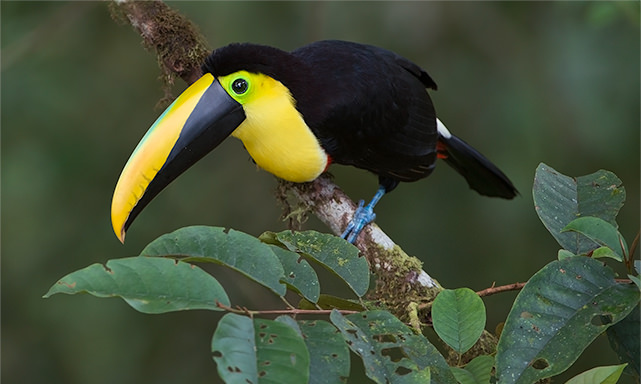 Choco Toucan 3