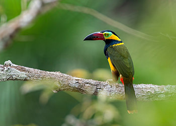 Golden collared Toucanet 2 Magic Birding