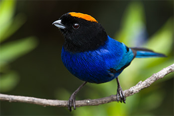 Golden crowned Tanager Magic Birding